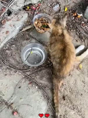 S1604004_Poor stray cat ( PART 2)