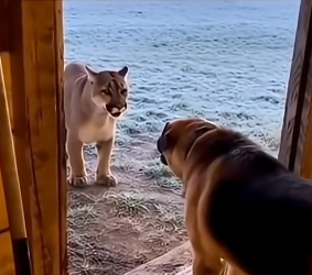 T1704004_His Dog Fought A Wild Cougar To Save The Goats ( PART 2)