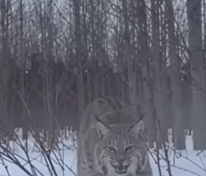 T1704001_He Fought A Bear To Save Bobcat Cubs ( PART 2)