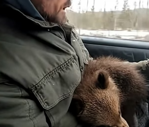 S1704005_Медведица с детенышем оказались в ловушке половодья �� Part2
