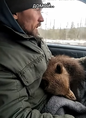 S1704005_Медведица с детенышем оказались в ловушке половодья �� Part2