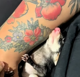 K1704002_This cat brought home baby opossums and the family adopted them with love (PART 2)