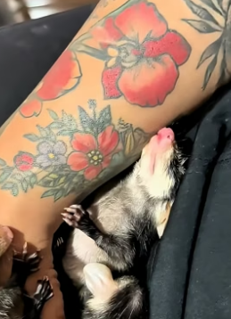 K1704002_This cat brought home baby opossums and the family adopted them with love (PART 2)