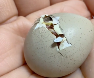 T0304010 I saved the partridge eggs. I found a partridge nest in the Fields and then this happened ( Part 2)