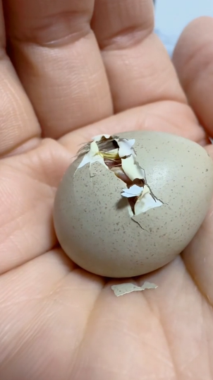 T0304010 I saved the partridge eggs. I found a partridge nest in the Fields and then this happened ( Part 2)