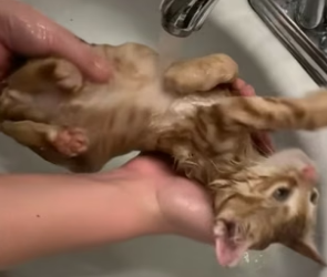 S1804001_I rescued a drowning kitten from barrel and adopted it ( PART 2)