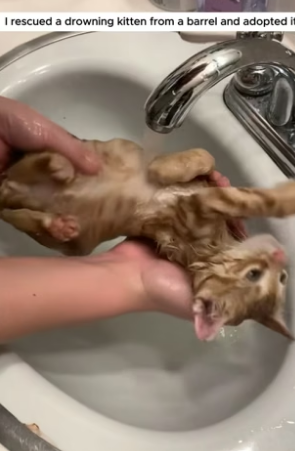 S1804001_I rescued a drowning kitten from barrel and adopted it ( PART 2)