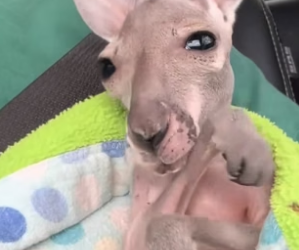 S1804004_I found a lost baby kangaroo by the roadside and decided to adopt it ( PART 2)