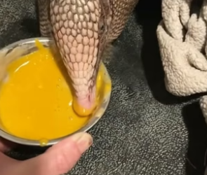 S1804005_My dog brought home an armadillo and the unexpected happened ( PART 2)