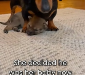S1904001_My Dog Raised A Wolf ( PART 2)