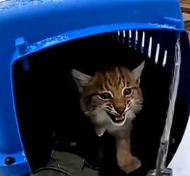 S1704003_I happened to meet a paralyzed lynx with a cub in the forest ( PART 2)