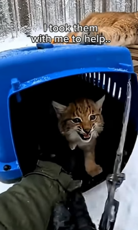 S1704003_I happened to meet a paralyzed lynx with a cub in the forest ( PART 2)