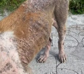 R0204002_The Homeless Dog Who Finally Found His Family ( PART 2)
