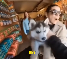 T1604001_Husky Mother Was Crying Couldn Ignore It ( PART 2)