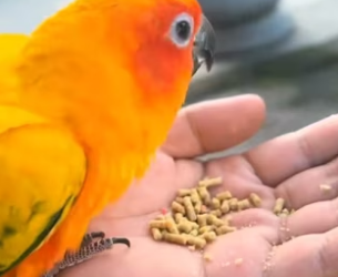 T0304011 i found a cute friendly parrot in the street I decided to adopt it (Part 2)
