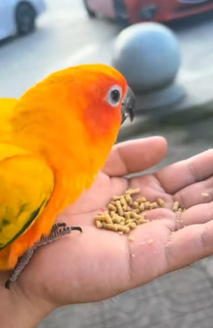 T0304011 i found a cute friendly parrot in the street I decided to adopt it (Part 2)