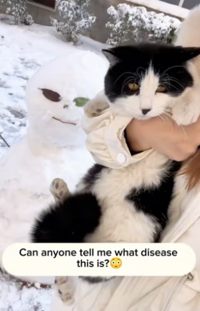 T0604003_Can anyone tell me what disease this poor cat has_ ( PART 2)