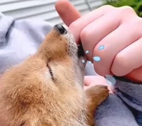 B1904004_A family rescued an abandoned coyote baby and raised it until… #shorts_part2