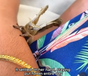 B1904002_This kind girl rescued a giant moth and then this happened… ( PART 2)