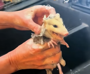 B1704012_This family rescued a baby opossum trapped inside their AC unit and adopted it ( PART 2)