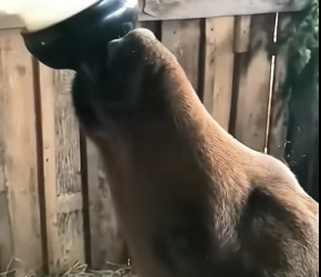 B1704010_A kind family rescued a baby moose trapped in their wooden fence and then… ( PART 2)
