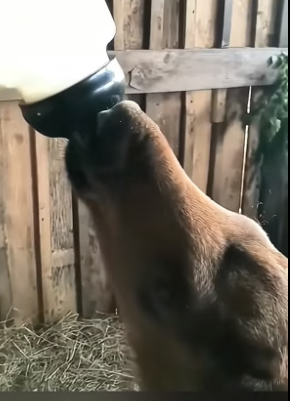 B1704010_A kind family rescued a baby moose trapped in their wooden fence and then… ( PART 2)