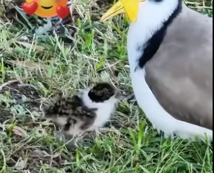 B1704009_A kind man rescued a baby plover from a drain and then this happened ( PART 2)