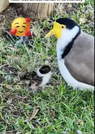 B1704009_A kind man rescued a baby plover from a drain and then this happened ( PART 2)