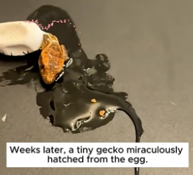 B1704008_This woman found an abandoned egg on the ground and then something magical happened ( PART 2)