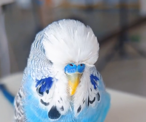 T0304012 if your parrot’s beak has grown like this how do you cut it (Part 2)