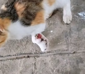 D1904001_Today I saw a cat that seemed to have a broken leg. It looked so pitiful and seemed hungry, so I thr ( PART 2)