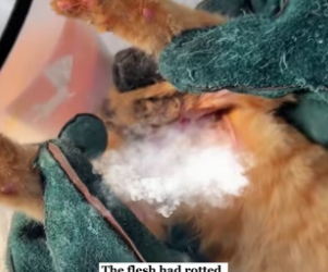 K0304001_A cat’s neck was wrapped in fishing net and then…( Part 2)
