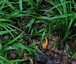 D1804002_#poorcat #catvideo #animalrescue #catsoftiktok #catlover_part2( PART 2)D1804002_#poorcat #catvideo #animalrescue #catsoftiktok #catlover_part2
