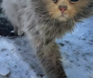 B1704005_I saw a stray cat walking towards me.It’s so beautiful. Why was it abandoned_I decided to take it wi_ (PART 2)