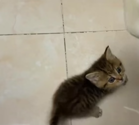 B1804004_A little stray cat appeared at my doorstep,she seemed to be looking for a new home…(PART 2)