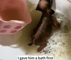 B1804005_I found a little dog that was soaking wet by the roadside, I rescued him and then…❤️(PART 2)