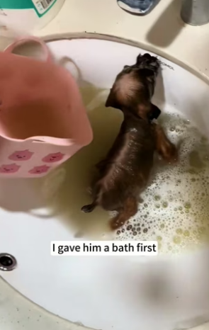 B1804005_I found a little dog that was soaking wet by the roadside, I rescued him and then…❤️(PART 2)