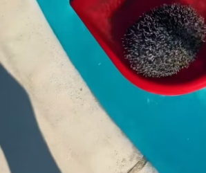 B1804006_A little hedgehog fell into the swimming pool, and I rescued her. Unexpectedly,I ended up saving fiv (PART 2)