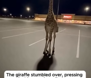 T1704005_She Found A Baby Giraffe Alone In An Empty Parking Lot ( PART 2)