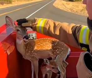 T1704006_A Wildfire Deer Trusted The Firefighters With Her Baby ( PART 2)