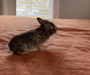 K0304012 Cute rabbit (Part 2)