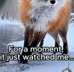 T1804006_The Fox Never Forgot Him ❤️ ( PART 2)