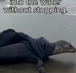 T1804005_You Won’t Believe the Seal’s Reaction ❤️ ( PART 2)