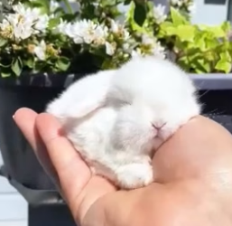 B1904006_A kind girl adopted an abandoned bunny #shorts #animals_part1