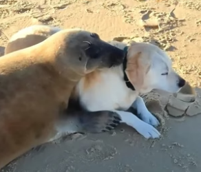 B1904007_The pure love of animals ❤️ ( PART 2)