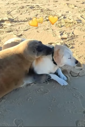 B1904007_The pure love of animals ❤️ ( PART 2)