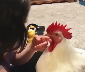 B1904008_A kind woman rescued a hen and gave it a new life ( PART 2)