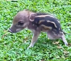B1904009_A woman adopted a wild boar and then was surprised to find… ( PART 2)