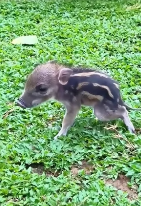 B1904009_A woman adopted a wild boar and then was surprised to find… ( PART 2)