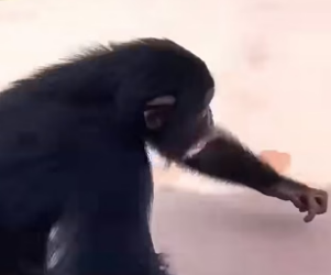B1904010_Heartwarming Bond � Between Animals and Humans ❤️ ( PART 2)